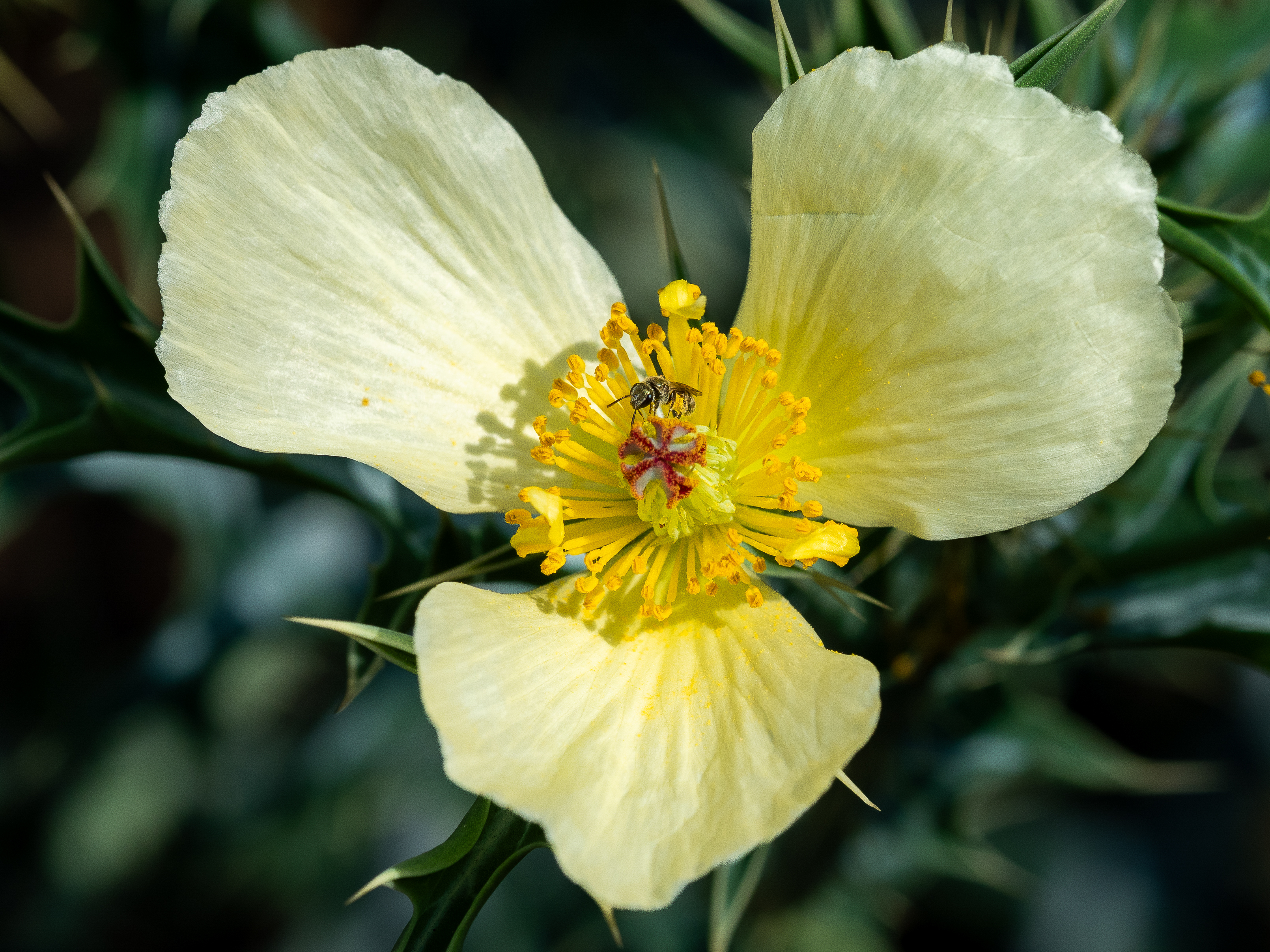 Flor macro
